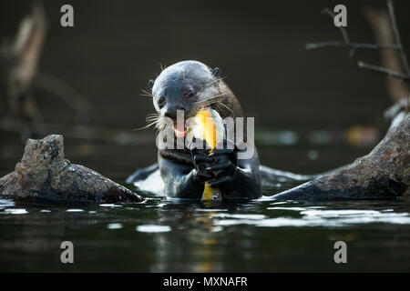 Einen Riesenotter (Pteronura brasiliensis) Essen einen Hecht - cichlid Fish Stockfoto