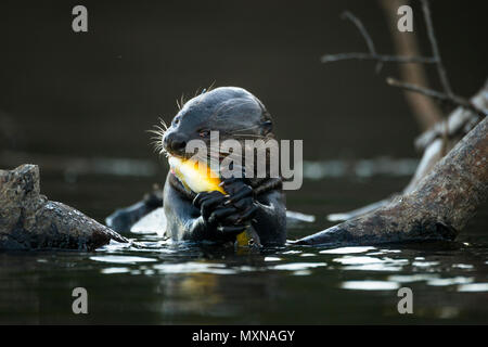 Einen Riesenotter (Pteronura brasiliensis) Essen einen Hecht - cichlid Fish Stockfoto