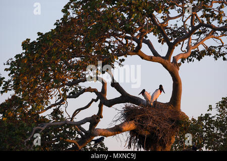 Ein paar der Verschachtelung Jabirus im Pantanal in Brasilien Stockfoto
