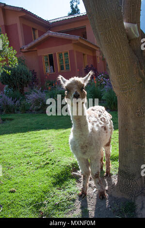 Ein junger Lama in Peru Südamerika Stockfoto