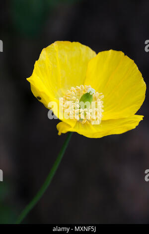 Welsh Mohn (Meconopsis cambrica) gegen einen dunklen Hintergrund, UK isoliert Stockfoto