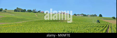 Bisseuil (nord-östlichen Frankreich). Ländliche Landschaft und die Weinberge rund um das Dorf. Traktor und Behandlung der Champagner Reben *** Local Caption Stockfoto