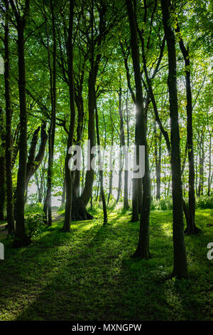 Sonnenuntergang über den South Downs Landschaft Wald am Devils Dyke in East Sussex, England. Stockfoto