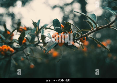 Orange Früchte der holzbär coccinea Stockfoto