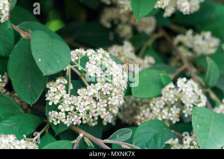 Feld Blume auf frische Frühling, blured Hintergrund. Stockfoto