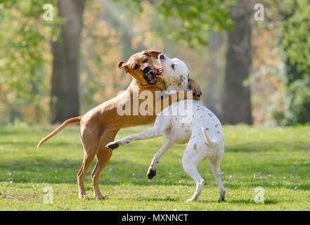 Zwei Hunde, Rhodesian Ridgeback und Dalmatinische (Farbe zitrone), gemeinsam spielen und toben über in eine grüne Wiese im Frühjahr Stockfoto