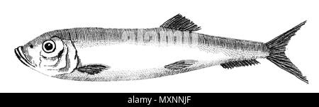 Von "British Zoologie" von Thomas Pennant, 1812 getroffen Stockfoto