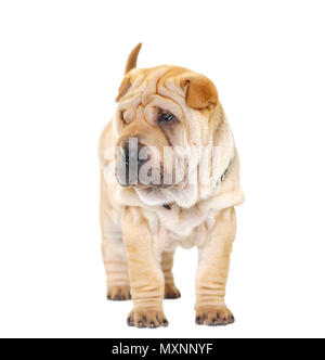 Mops Schwarz und Beige gefärbte Shar-Pei isoliert auf weißem Hintergrund Stockfoto
