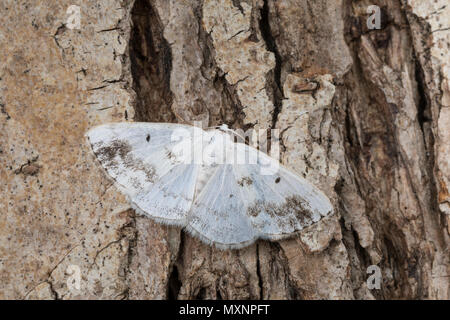 Schattenbinden-Wei SSspanner, Schattenbinden-Weissspanner, Lomographa temerata, Bapta temerata, Silber, Schlüssel, der Spanner (Geometridae), Looper, Looper, g Stockfoto