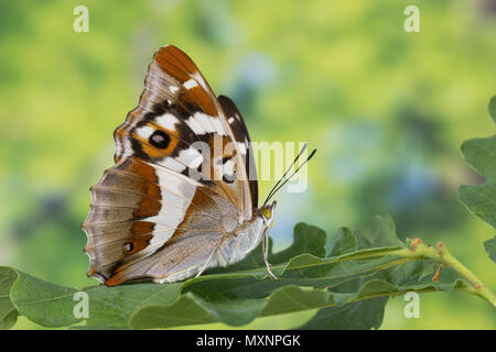 Großer Schillerfalter, Unterseite, melanargia Iris, Lila Kaiser, Le Grand Mars zweifarbige Stockfoto