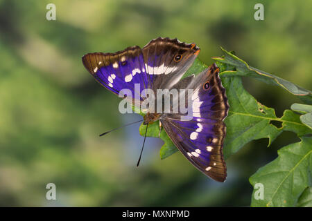 Großer Schillerfalter, Männchen, je nach Lichteinfall mit sichtbarem unterschiedlich Blauschiller, melanargia Iris, Lila Kaiser, männlich, Le Grand Mars c Stockfoto