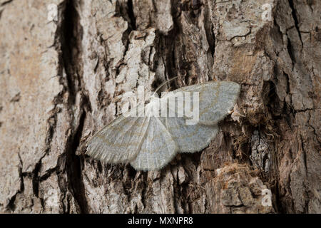 Braunstirn-Wei SSspanner, Cabera exanthemata, gemeinsame Welle, la Cabère pustulée, Schlüssel, der Spanner (Geometridae), Looper, Looper, geometer Motten, geometer Motte Stockfoto