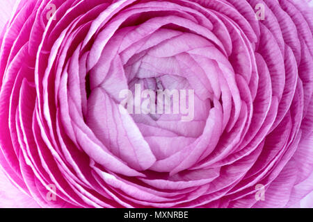 Makroaufnahme der Rosa buttercup Blume, direkt über Stockfoto