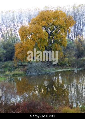 Große herbst Eiche mit gelben Blättern durch den Sumpf in Serbien Stockfoto