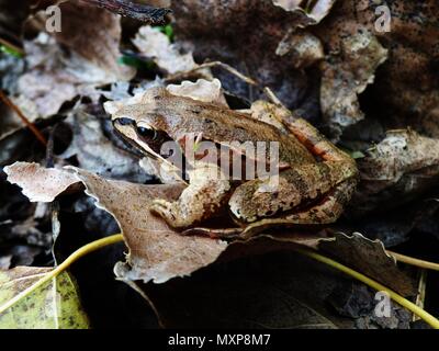 Single Brown agile Frog auf der alten Blätter im Herbst im Wald Stockfoto