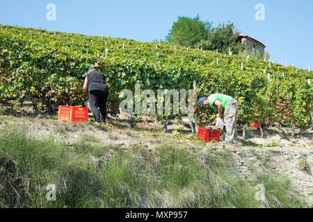 Italien, Panorama der Weinberge des Piemont: Langhe-Roero und Monferrato auf der Liste des Weltkulturerbes der UNESCO. Die Ernte in Santo Stefano Belbo Italien, Piemont Stockfoto