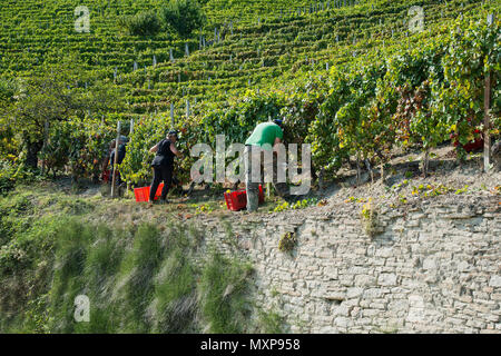 Italien, Panorama der Weinberge des Piemont: Langhe-Roero und Monferrato auf der Liste des Weltkulturerbes der UNESCO. Die Ernte in Santo Stefano Belbo Italien, Piemont Stockfoto