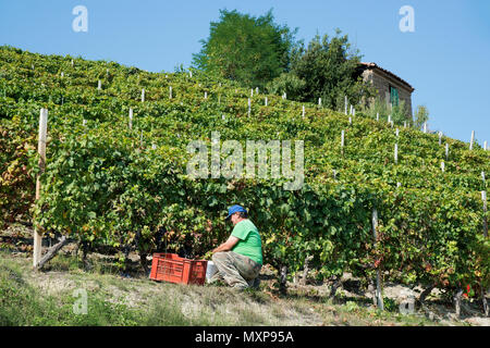 Italien, Panorama der Weinberge des Piemont: Langhe-Roero und Monferrato auf der Liste des Weltkulturerbes der UNESCO: Ernte in Santo Stefano Belbo Italien, Piedmon Stockfoto