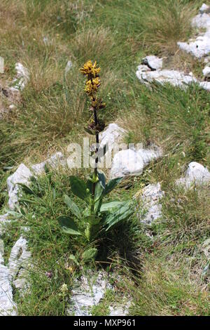 Single beschmutzt Enzian (Gentiana punctata) Stockfoto