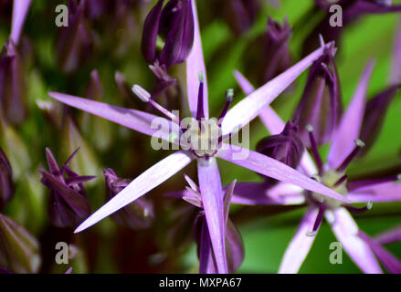 Nahaufnahme Makro alium Blumen, lila Blüten öffnen Stockfoto