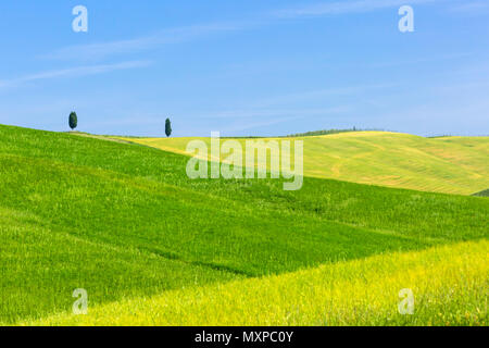 Zwei separate Zypressen auf Skyline mit Feldern mit verschiedenen Schattierungen von Grün Gelb in der Nähe von San Quirico d'Orcia, Toskana, Italien im Mai Stockfoto