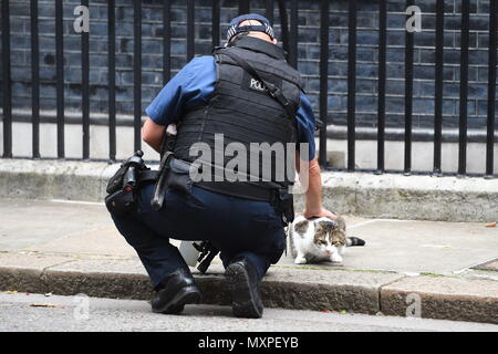 Ein bewaffneter Polizist Haustiere der Downing Street cat Larry. Stockfoto