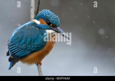 Eurasischen Eisvogel (Alcedo atthis), männlich im kalten Winter, Schneefall, auf einem Zweig, Jagd thront, fluffed, Federn, Wildlife, Europa. Stockfoto