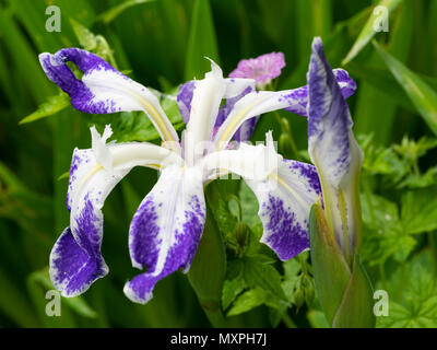 Weiß und blau markierte Anfang Sommer Blumen der marginalen aquatische Wasser Iris, Iris laevigata 'Colchesterensis' Stockfoto