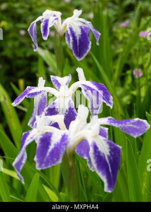 Weiß und blau markierte Anfang Sommer Blumen der marginalen aquatische Wasser Iris, Iris laevigata 'Colchesterensis' Stockfoto