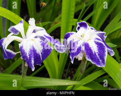 Weiß und blau markierte Anfang Sommer Blumen der marginalen aquatische Wasser Iris, Iris laevigata 'Colchesterensis' Stockfoto