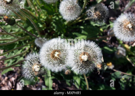 Taraxacum Officinale, Löwenzahn seedheads Stockfoto