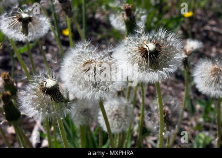 Taraxacum Officinale, Löwenzahn seedheads Stockfoto