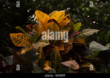 Garten croton Blätter Muster Stockfoto