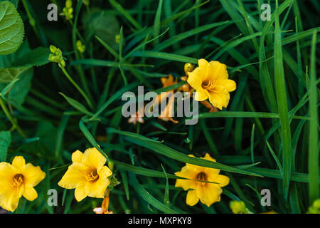 Mehrere alte, neue und zukünftige gelben Taglilien bereit für den Tag Stockfoto