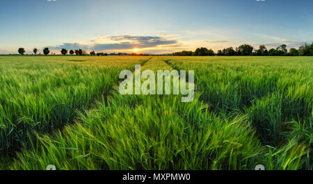 Sonnenuntergang über Weizenfeld mit Pfad Stockfoto