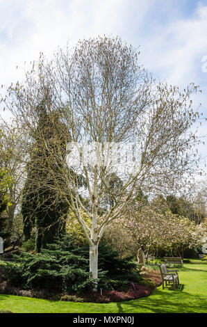 Betula utilis var. Jacquemontii Grayswood Ghost im späten Frühjahr im Englischen Woodland Garden Stockfoto