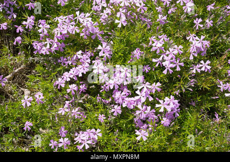Phlox subulata Helligkeit in einem Englischen Garten wachsen in Großbritannien Stockfoto