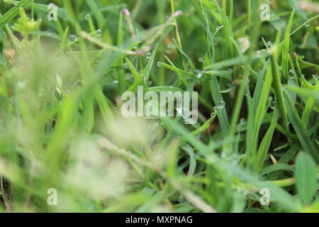 Morgentau Stockfoto
