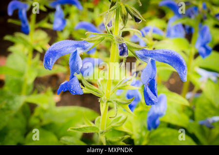 Salvia Blauer Engel in Blüte im Frühsommer in Großbritannien Stockfoto