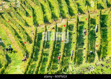 Italien, Panorama der Weinberge des Piemont: Langhe-Roero und Monferrato auf der Liste des Weltkulturerbes der UNESCO: die Ernte im Monferrato Italien, Piemont, Vi. Stockfoto