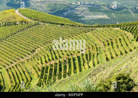 Italien, Panorama der Weinberge des Piemont: Langhe-Roero und Monferrato auf der Liste des Weltkulturerbes der UNESCO: die Ernte im Monferrato Italien, Piemont, Vi. Stockfoto