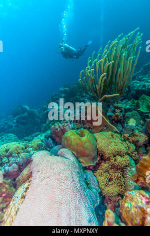 Coral Reef in Carbiiean Meer Taucher mit über großen brain Coral Stockfoto