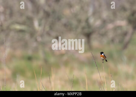 Vogel, schwarzkehlchen Saxicola rubicola thront auf Gras neben der Küste auf der Suche nach Insekten an einem heißen Tag im Juni. Stockfoto