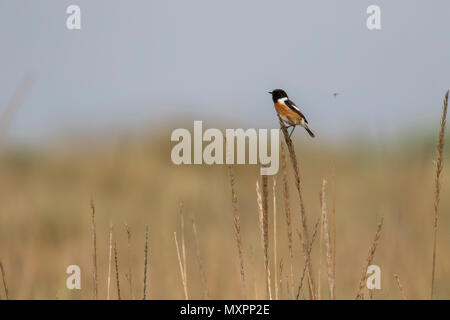 Vogel, schwarzkehlchen Saxicola rubicola thront auf Gras neben der Küste auf der Suche nach Insekten an einem heißen Tag im Juni. Stockfoto