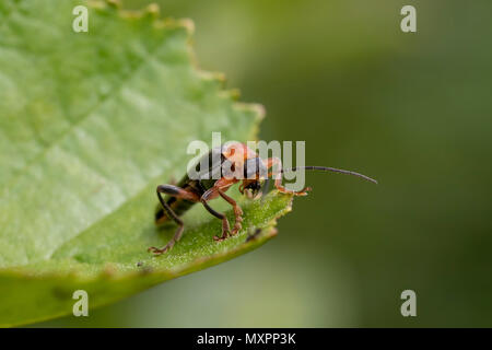 Soldat Käfer, Cantharidae, Wandern am Baum Blätter und Fliegen im Juni in Schottland zu nehmen. Stockfoto