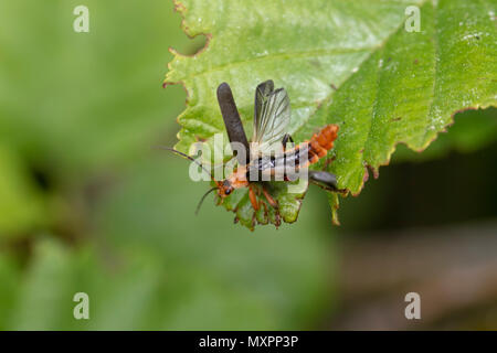 Soldat Käfer, Cantharidae, Wandern am Baum Blätter und Fliegen im Juni in Schottland zu nehmen. Stockfoto