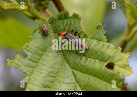 Soldat Käfer, Cantharidae, Wandern am Baum Blätter und Fliegen im Juni in Schottland zu nehmen. Stockfoto