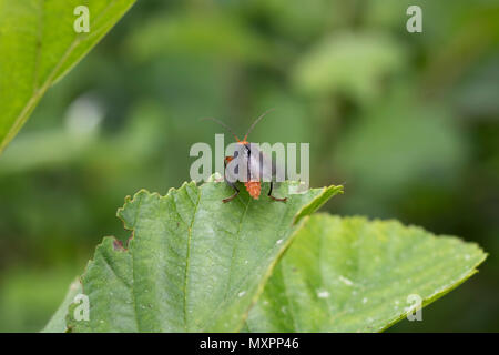 Soldat Käfer, Cantharidae, Wandern am Baum Blätter und Fliegen im Juni in Schottland zu nehmen. Stockfoto