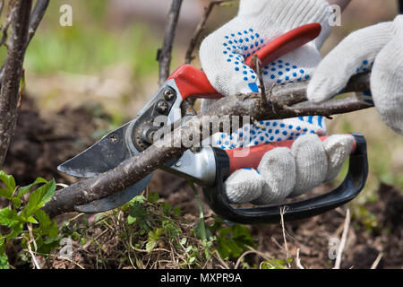 Hände in Handschuhe Beschneidung schwarz Aktuelle mit gartenschere im Garten Stockfoto