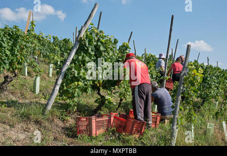 Italien, Panorama der Weinberge des Piemont: Langhe-Roero und Monferrato auf der Liste des Weltkulturerbes der UNESCO: die Ernte im Monferrato Italien, Piemont, Vi. Stockfoto